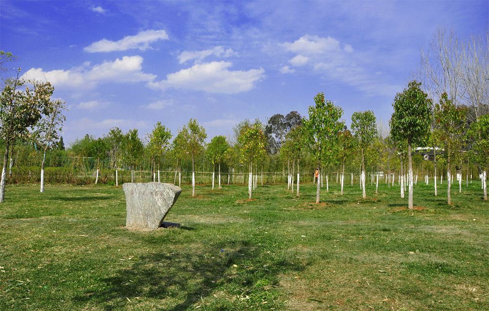 夏至已至，苗木養(yǎng)護(hù)正當(dāng)時(shí)