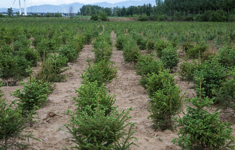 苗木引種應(yīng)注意哪些主要問(wèn)題